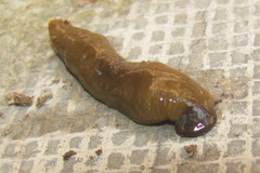 Haemopidae