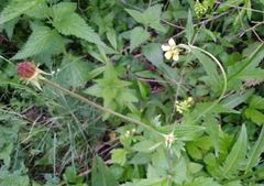 Geum × meinshausenii