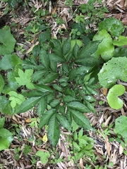 Amorphophallus konjac
