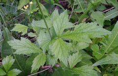 Geum × meinshausenii