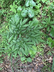 Amorphophallus konjac