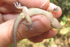Hemidactylus kushmorensis
