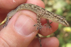 Hemidactylus kushmorensis