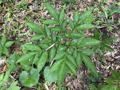 Amorphophallus konjac