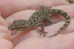 Hemidactylus kushmorensis