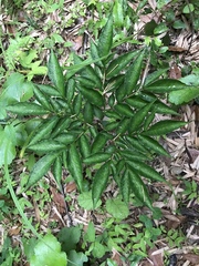 Amorphophallus konjac