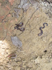 Indotyphlops braminus