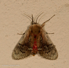 Brachycodilla