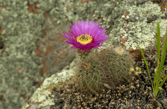 Echinocereus reichenbachii baileyi