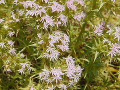 Drypis spinosa
