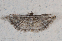 Alucitidae