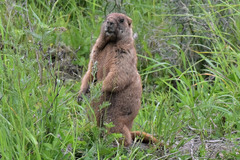 Marmota kastschenkoi
