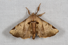 Apatelodes pudefacta