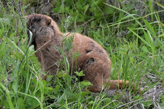 Marmota kastschenkoi