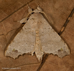 Olceclostera magniplaga