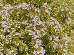 Drypis spinosa