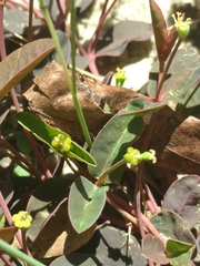 Euphorbia ipecacuanhae
