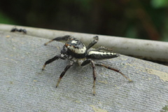Telamonia
