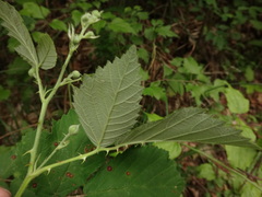 Rubus corylifolius