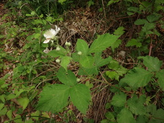 Rubus corylifolius