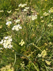 Oenanthe pimpinelloides