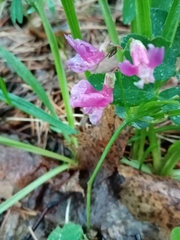 Lathyrus humilis