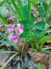 Lathyrus humilis