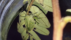 Chinavia abnormis