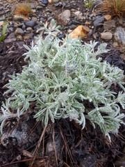 Lupinus kuschei