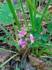 Lathyrus humilis