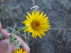 Grindelia brachystephana