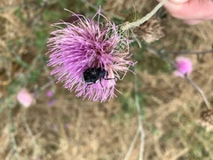 Trichiotinus texanus