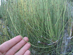 Ephedra nevadensis
