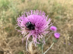 Trichiotinus texanus