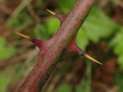 Rubus corylifolius