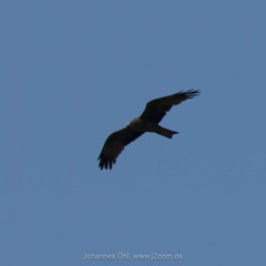 Milvus migrans migrans