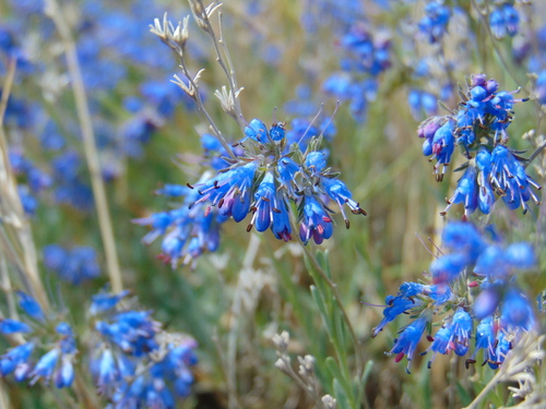 Image of Moltkia petraea by no rights reserved