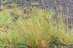 Carex balfourii