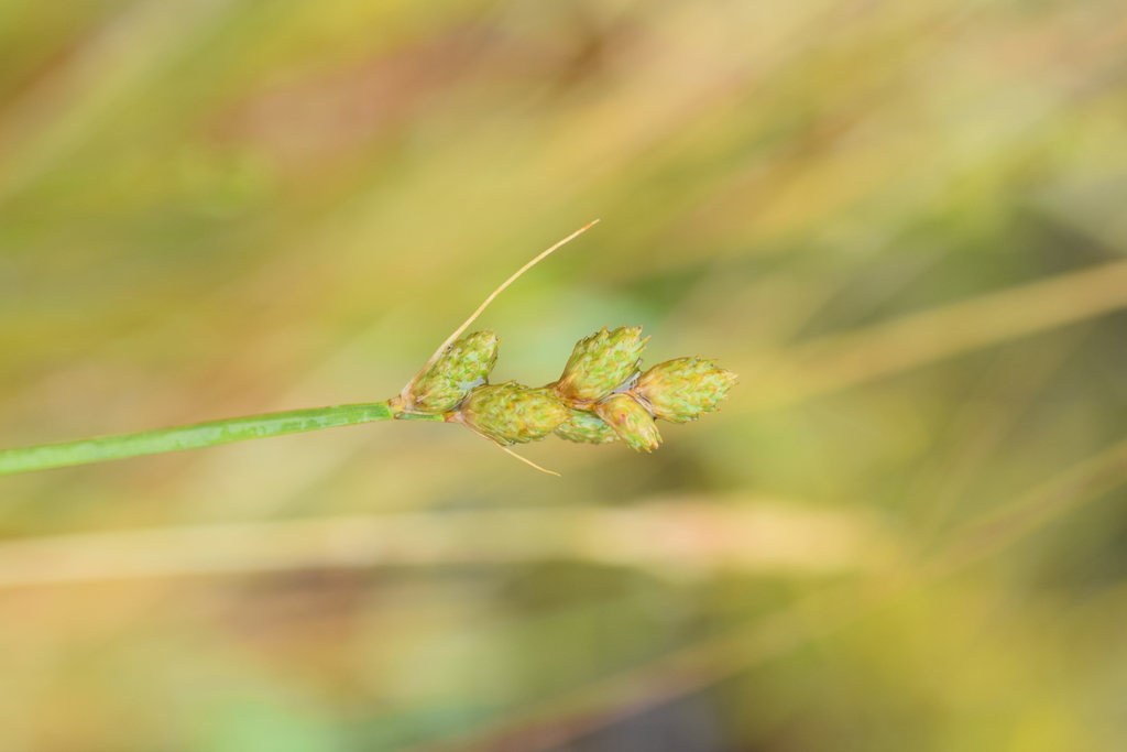 Carex balfourii