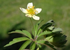 Anemonoides uralensis