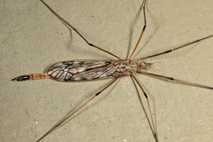Tipula longiventris