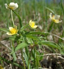 Anemonoides uralensis