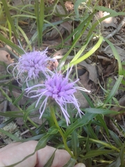 Liatris compacta
