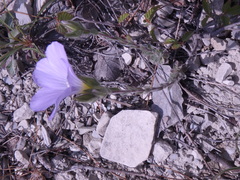 Linum lanuginosum