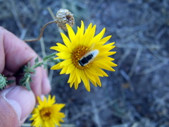 Grindelia brachystephana