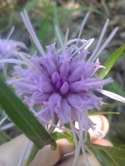 Liatris compacta