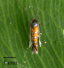 Porphyrosela minuta