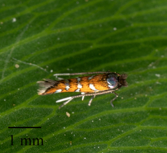 Porphyrosela minuta
