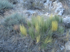 Ephedra nevadensis