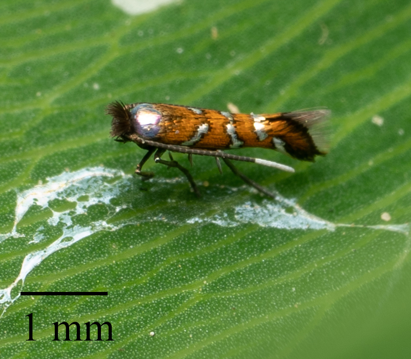 Leaf miner moth